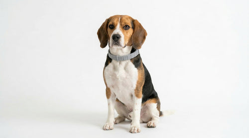 Balanced flea, tick and mosquito collar for dogs — 8 months