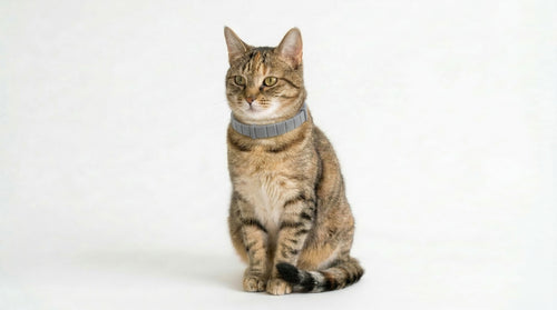 Balanced flea, tick and mosquito collar for cats — 8 months